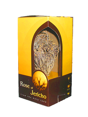 big-rose of jericho