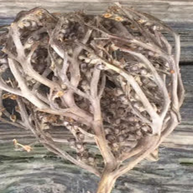 the Real Rose of Jericho - birth or fertility