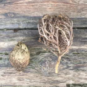 True Rose of Jericho vs false Rose of Jericho